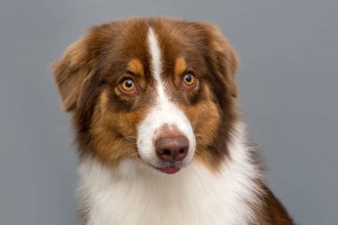 Kameraya bakan bir çoban köpeğinin portresi.