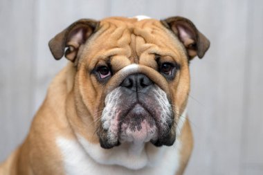 Gri arka planda İngiliz bulldog portresi.