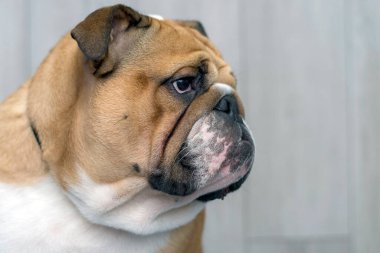 Gri bir arka planda İngiliz bulldog portresi. Metin için boşluk