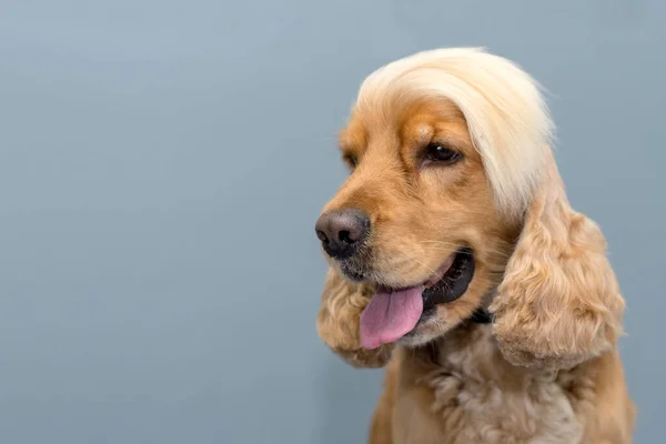 Cocker Spaniel Hundeporträt Auf Einfachem Hintergrund Platz Für Text — Stockfoto