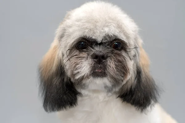 Stúdió Portré Fekete Fehér Shih Tzu Friss Frizura Szürke Háttér — Stock Fotó