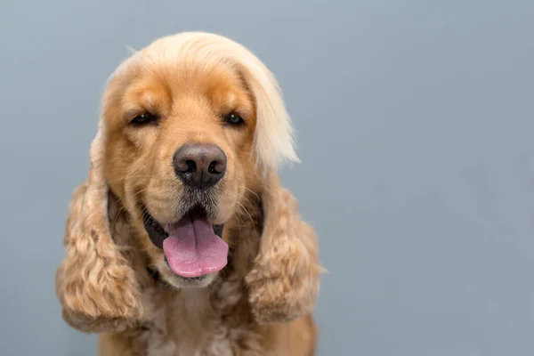 Cocker Spaniel Pes Portrét Jednoduchém Pozadí Prostor Pro Text — Stock fotografie