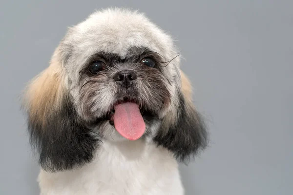 Studio portrait of black and white shih tzu with fresh haircut against gray background.