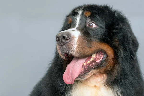 Portrét Bernského Horského Psa Mezera Pro Text — Stock fotografie