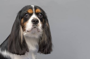 Şövalye Kral Charles Spaniel 'in portresi. Metin için boşluk.