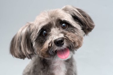 Siyah beyaz shih tzu 'nun stüdyo portresi. Gri arka planda taze saç kesimi var.