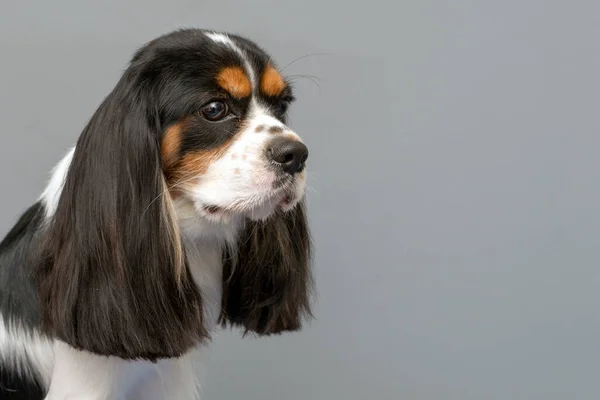 キャバリエ王チャールズ スパニエルの犬の肖像画 テキストのスペース — ストック写真