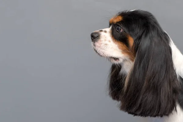 Portret Psa Cavalier King Charles Spaniel Miejsce Tekst — Zdjęcie stockowe