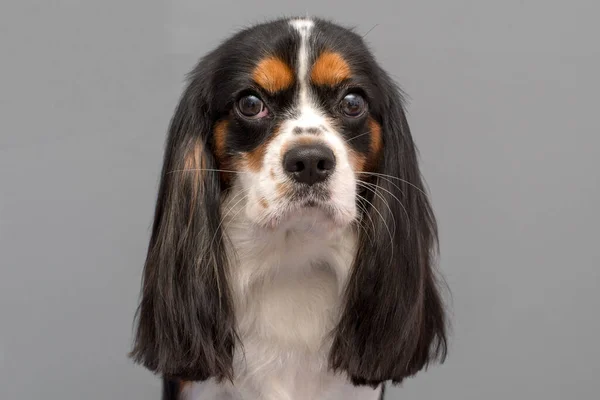Retrato Cavalier Rei Charles Spaniel Cão Sobre Fundo Cinza — Fotografia de Stock