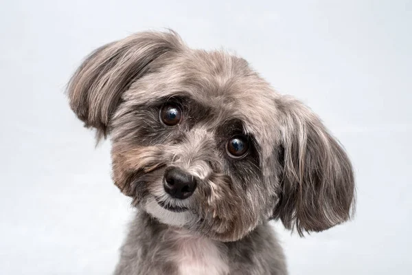 Studio Portrait Black White Shih Tzu Fresh Haircut Gray Background — Stock Photo, Image