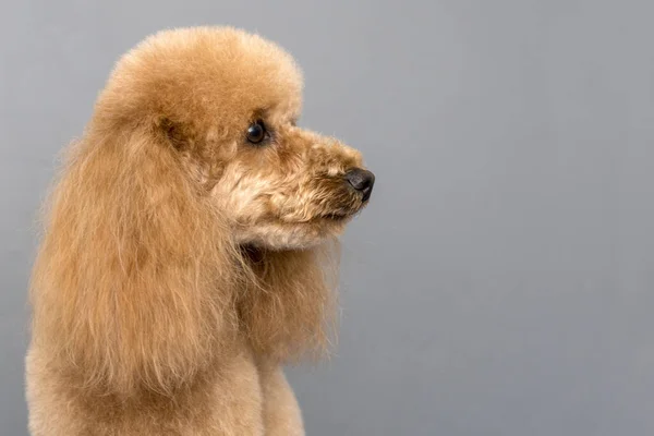 Студійний Портрет Собаки Пуделя Простір Тексту — стокове фото