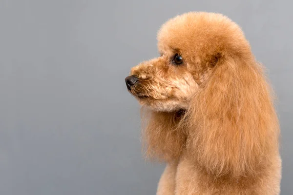 Студійний Портрет Собаки Пуделя Простір Тексту — стокове фото