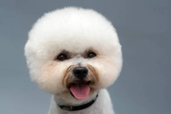 Portrait White Bishon Frise Dog — Stock Photo, Image