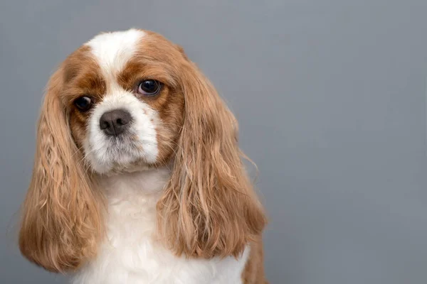 Retrato Del Perro Cavalier King Charles Spaniel Espacio Para Texto —  Fotos de Stock