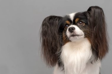Papillon köpeği (Continental Toy Spaniel). Gri arkaplanda bir portre. Mesaj için boşluk.