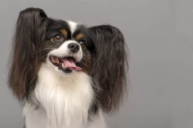 Papillon köpeği (Continental Toy Spaniel). Gri arkaplanda bir portre. Mesaj için boşluk..