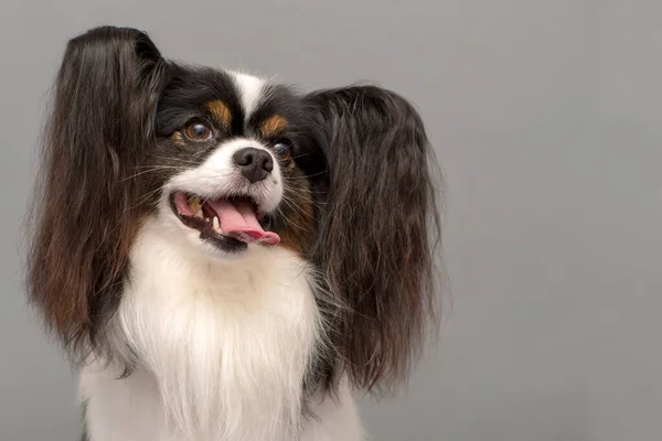 Papillon Chien Continental Toy Spaniel Portrait Sur Fond Gris Espace — Photo