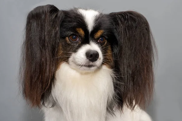 Papillon Pes Continental Toy Spaniel Portrét Šedém Pozadí — Stock fotografie