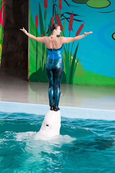 Lazarevskoye Rusia Agosto Discurso Entrenadores Con Delfines Delfinario Rusia Agosto — Foto de Stock