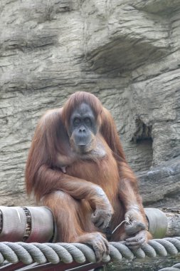 ağaçta düşündüm orangutan oturur