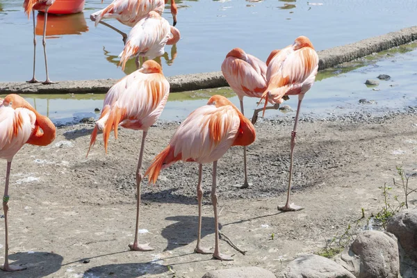 Beautiful flamingos on the bank of a reservoir — Stock Photo, Image