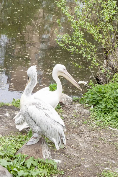 Big white pelican on the bank of a reservoir — Stock Photo, Image