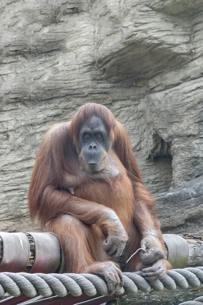 Orangutan sitter med trodde på ett träd — Stockfoto