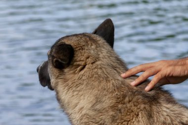 kirli köpek kimse kum plajı üzerinde bekleyen aşağı yalan.