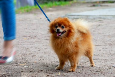 yaz günü parkta bir kurşun spitz-köpek yürür