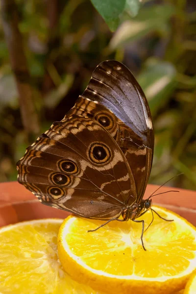 Portrait Beautiful Butterfly Sitting Segment Juicy Orange — Stock Photo, Image