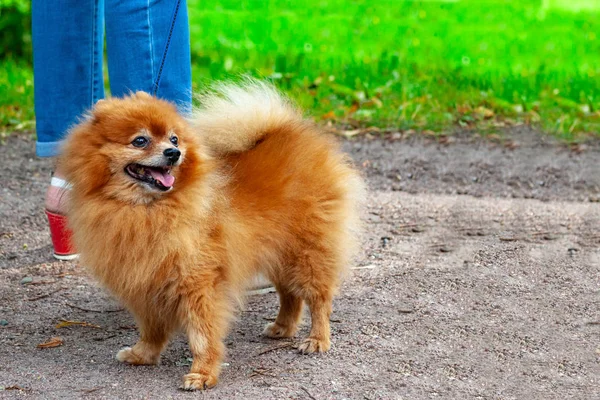 Spitz Hunden Går Ett Lead Parken Sommardag — Stockfoto