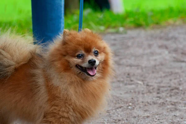 Spitz Hunden Går Ett Lead Parken Sommardag — Stockfoto