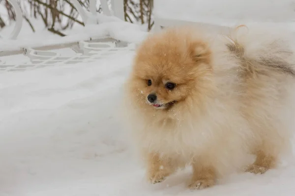 Красивая Маленькая Собачка Шпиц Гуляет Снегу Парке Ясным Зимним Днем — стоковое фото