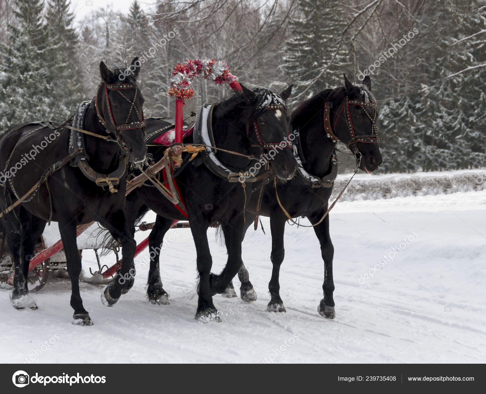 Russian Troika Horses Goes Snow Road Clear Winter Day — Stock Photo ©  adandr #239735408