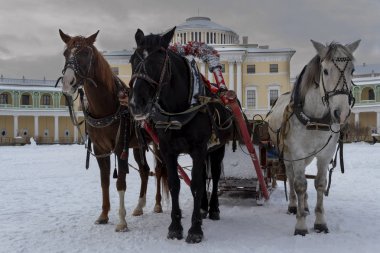 the Russian Troika of horses goes on the snow road in clear winter day clipart