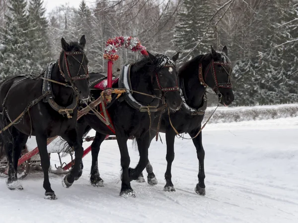 Troika Russa Cavalos Vai Estrada Neve Dia Inverno Claro — Fotografia de Stock