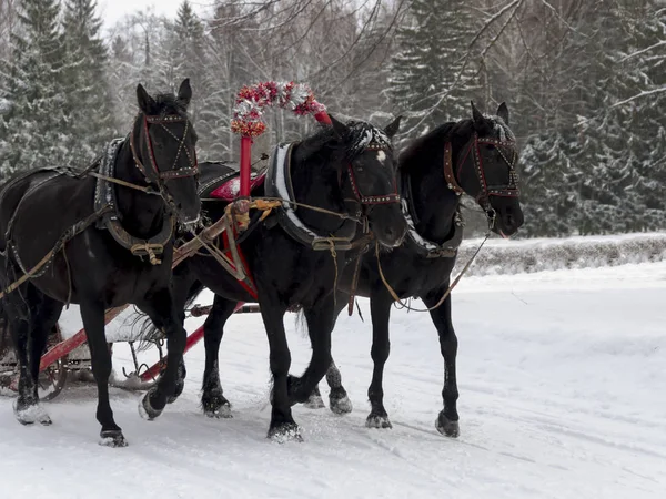 Atların Rus Troyka Açık Kış Günü Kar Yolda Gidiyor Stok Fotoğraf