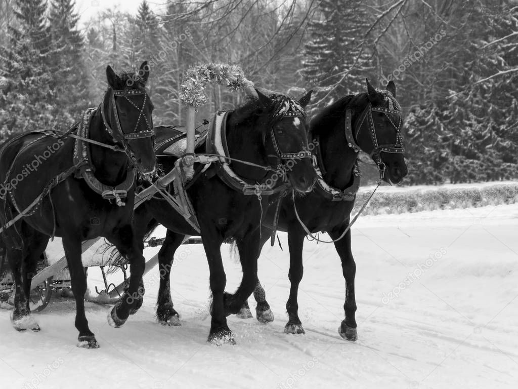 the Russian Troika of horses goes on the snow road in winter day