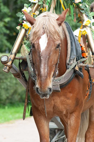 Der Kopf Des Eingespannten Pferdes Park Sommertag — Stockfoto