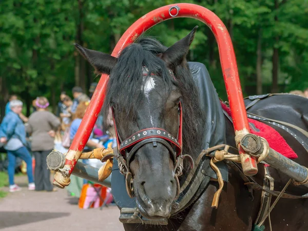 Der Kopf Des Eingespannten Pferdes Park Sommertag — Stockfoto