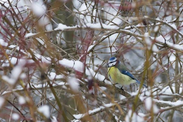 Ratoncito Hermoso Sienta Rama Del Árbol Día Invernal —  Fotos de Stock