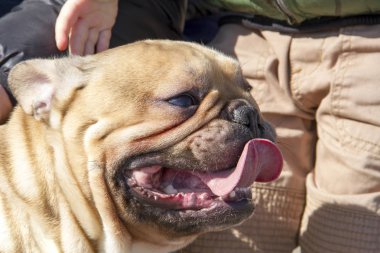 Fransız bulldog ütüleyen kişinin eli