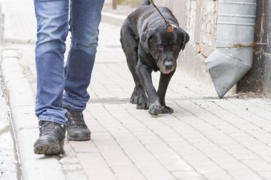 köpek gün sahibi ile gidiyor