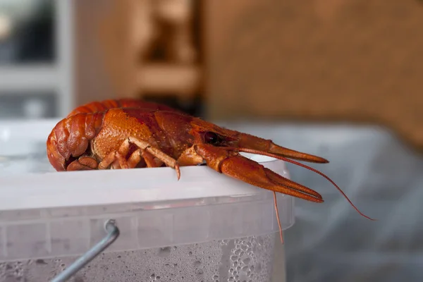 Red boiled crayfish on a counter of shop — Stock Photo, Image