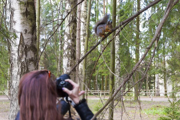 A mulher fotografa o esquilo sentado em uma árvore no parque — Fotografia de Stock