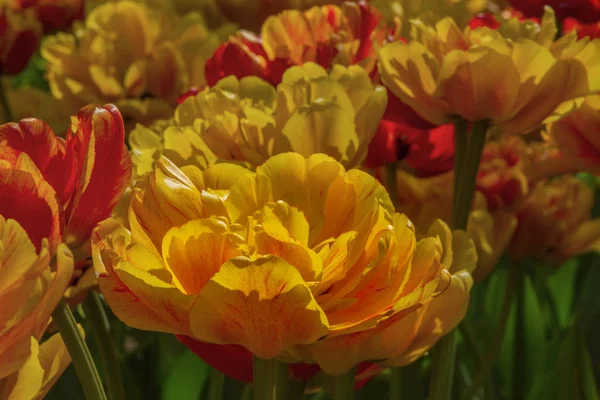 beautiful multi-colored tulips close up in day