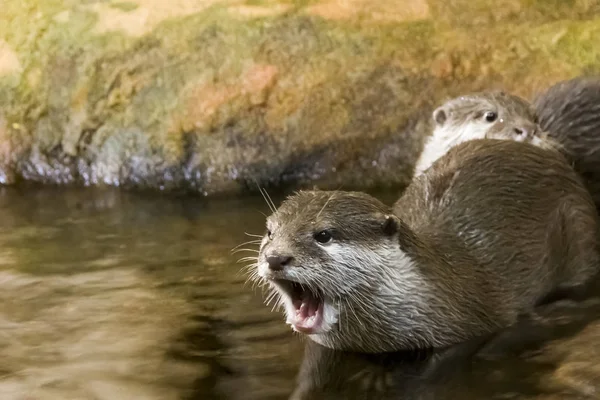 Ritratto della bella lontra urlante che entra in acqua durante la giornata estiva — Foto Stock