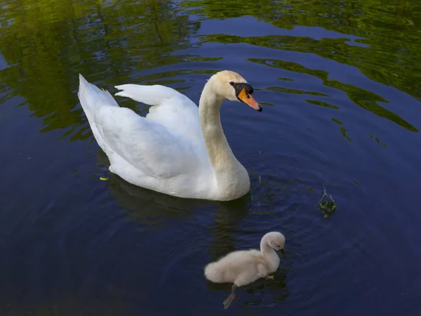 Bir gölet üzerinde bir bebek kuş float ile kuğu — Stok fotoğraf