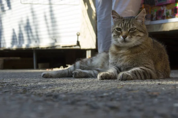 Portret van een kat op de stad straat — Stockfoto