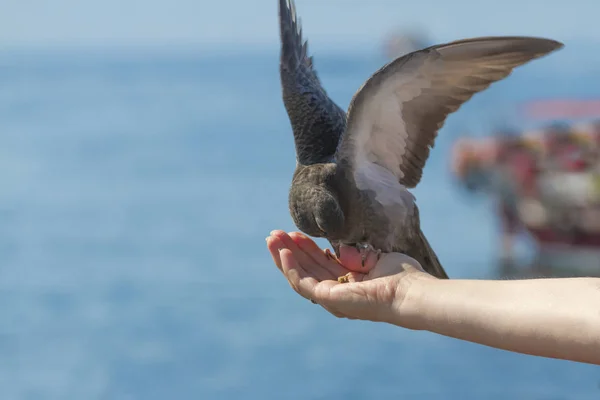 Les pigeons mangeant d'une main dans le jour — Photo